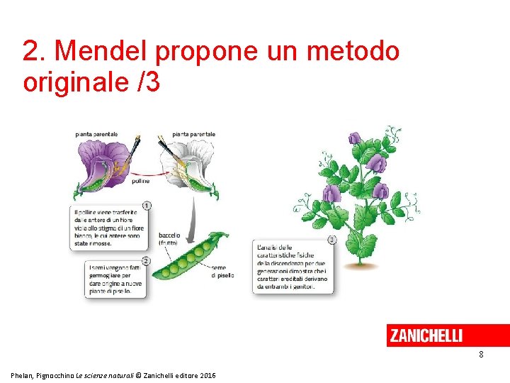 2. Mendel propone un metodo originale /3 8 Phelan, Pignocchino Le scienze naturali ©