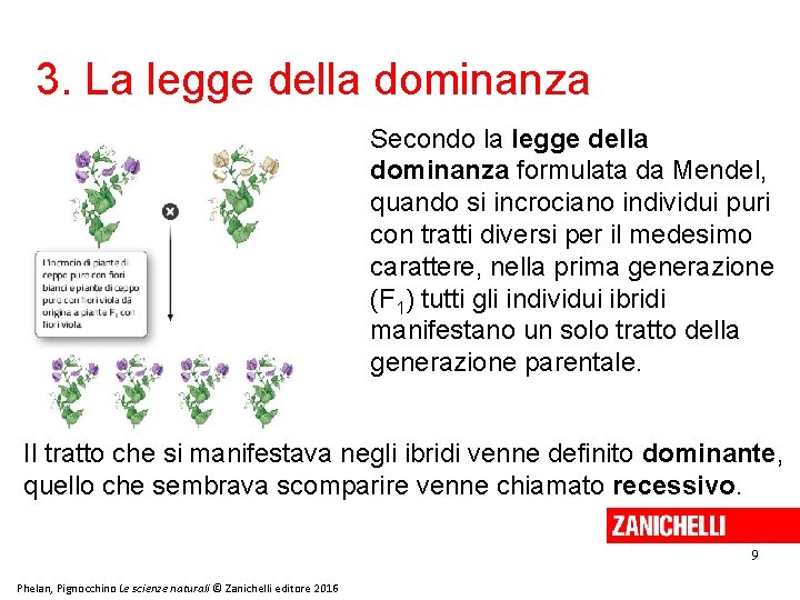 3. La legge della dominanza Secondo la legge della dominanza formulata da Mendel, quando