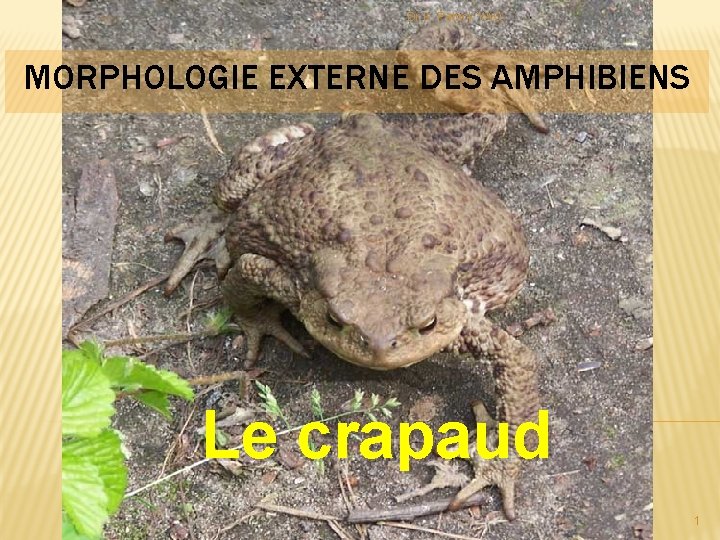 Dr K. Patrick YAO MORPHOLOGIE EXTERNE DES AMPHIBIENS Le crapaud 1 