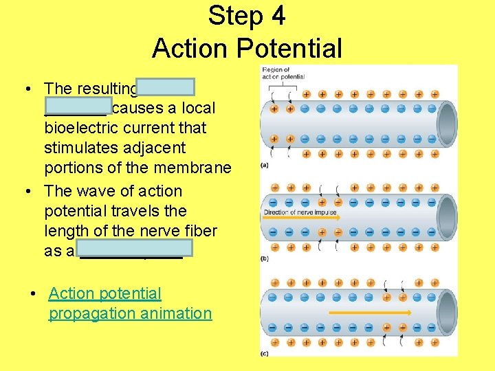Step 4 Action Potential • The resulting action potential causes a local bioelectric current