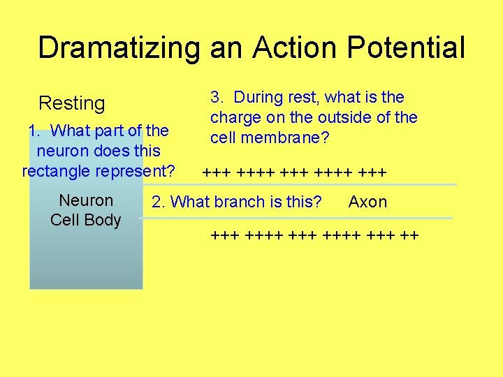 Dramatizing an Action Potential Resting 1. What part of the neuron does this rectangle