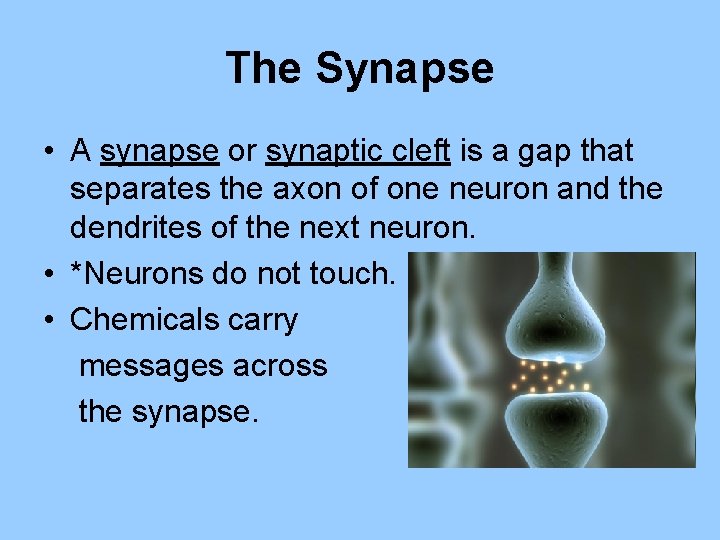 The Synapse • A synapse or synaptic cleft is a gap that separates the
