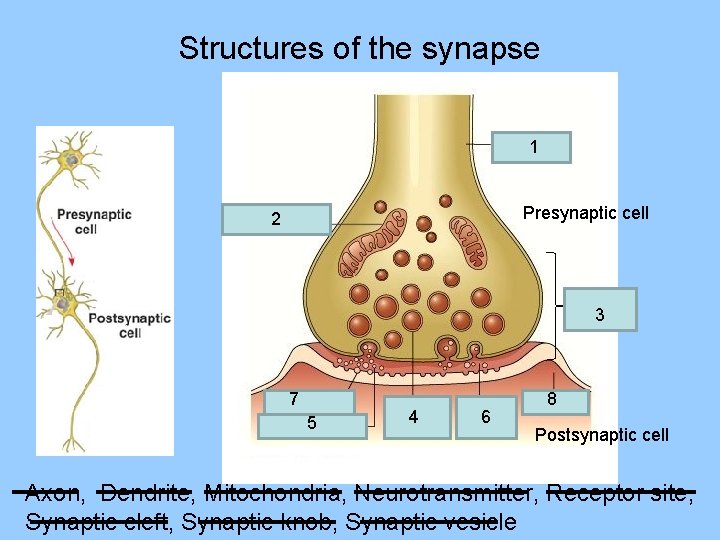 Structures of the synapse 1 Presynaptic cell 2 Synaptic knob 3 7 5 4