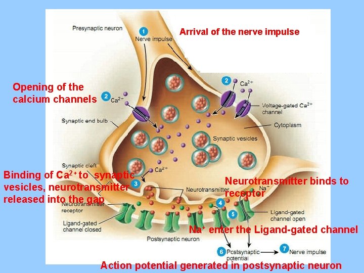 Arrival of the nerve impulse Opening of the calcium channels Binding of Ca 2+