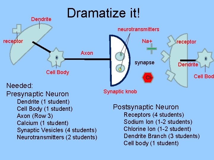 Dendrite Dramatize it! neurotransmitters receptor Na+ receptor Axon synapse Cell Body Needed: Presynaptic Neuron