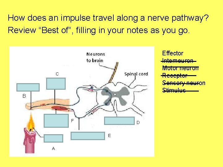 How does an impulse travel along a nerve pathway? Review “Best of”, filling in
