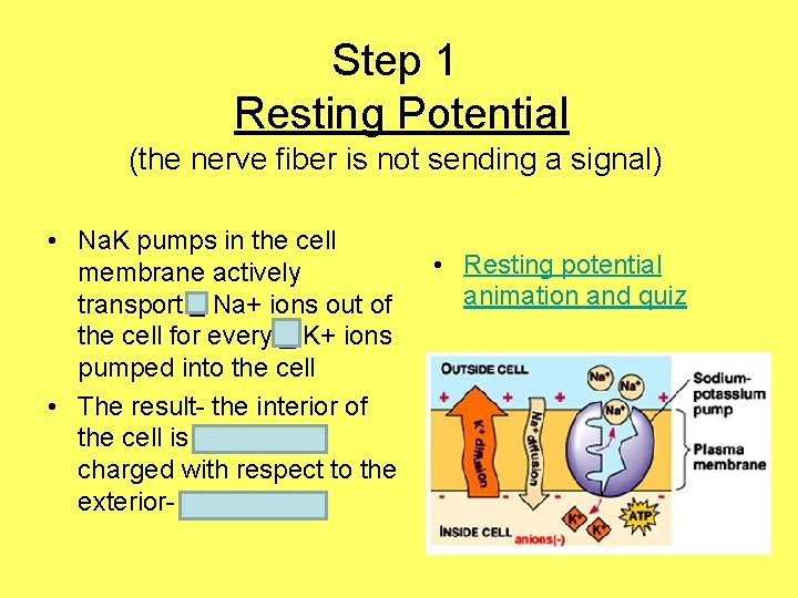 Step 1 Resting Potential (the nerve fiber is not sending a signal) • Na.