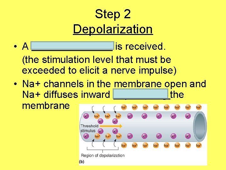 Step 2 Depolarization • A threshold stimulus is received. (the stimulation level that must