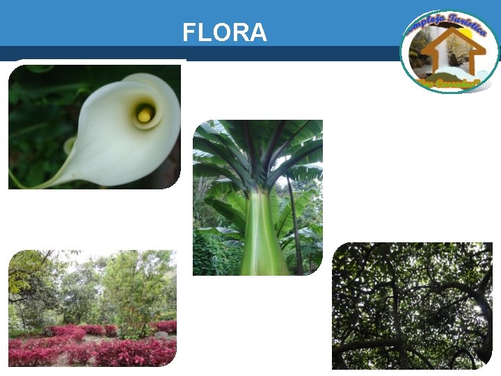 FLORA 