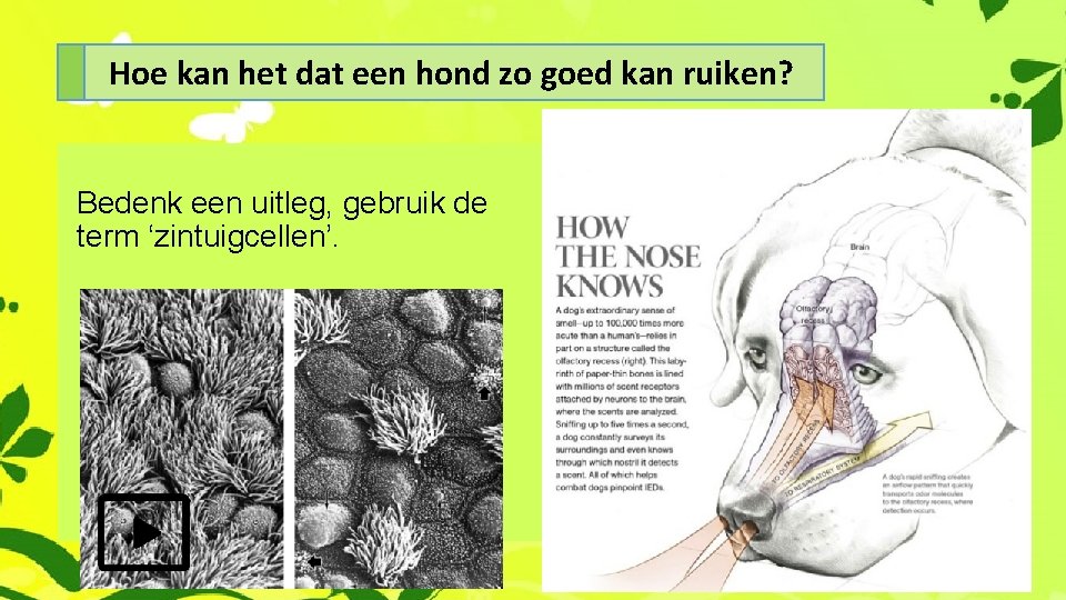 Hoe kan het dat een hond zo goed kan ruiken? Bedenk een uitleg, gebruik