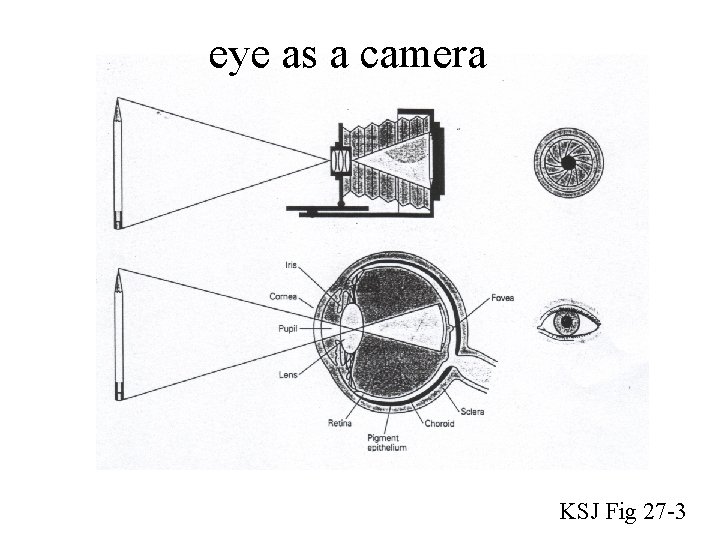eye as a camera KSJ Fig 27 -3 