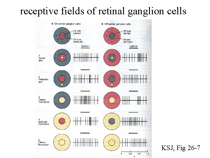 receptive fields of retinal ganglion cells KSJ, Fig 26 -7 
