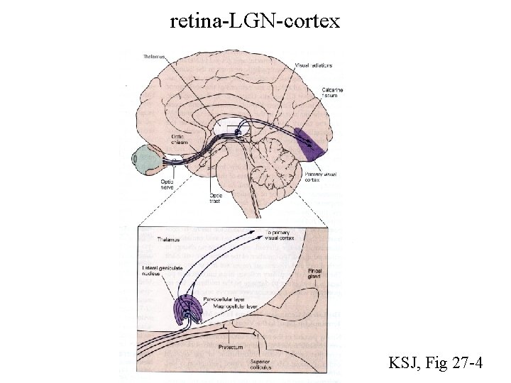 retina-LGN-cortex KSJ, Fig 27 -4 