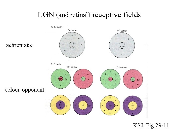 LGN (and retinal) receptive fields achromatic colour-opponent KSJ, Fig 29 -11 