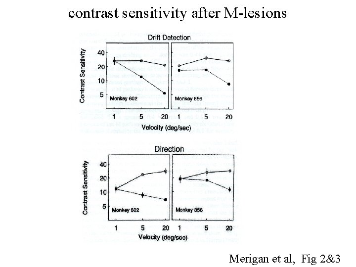 contrast sensitivity after M-lesions Merigan et al, Fig 2&3 