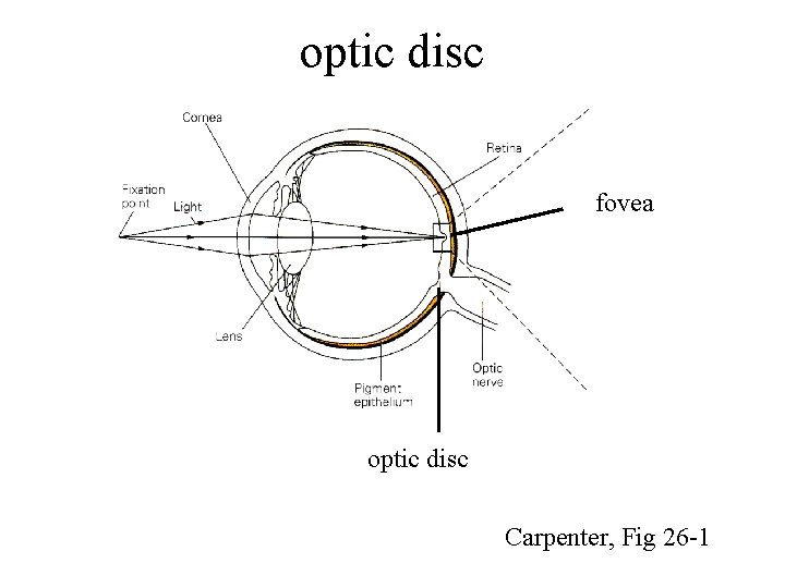 optic disc fovea optic disc Carpenter, Fig 26 -1 