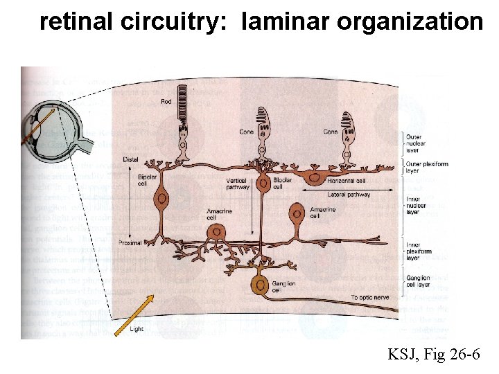 retinal circuitry: laminar organization KSJ, Fig 26 -6 