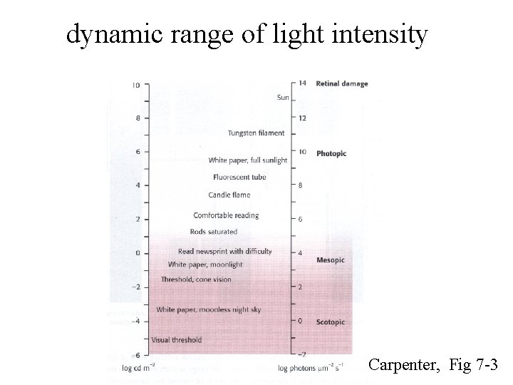 dynamic range of light intensity Carpenter, Fig 7 -3 
