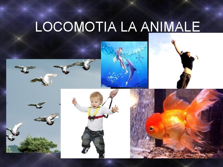 LOCOMOTIA LA ANIMALE LOCOMOTIA LA ANIMALE