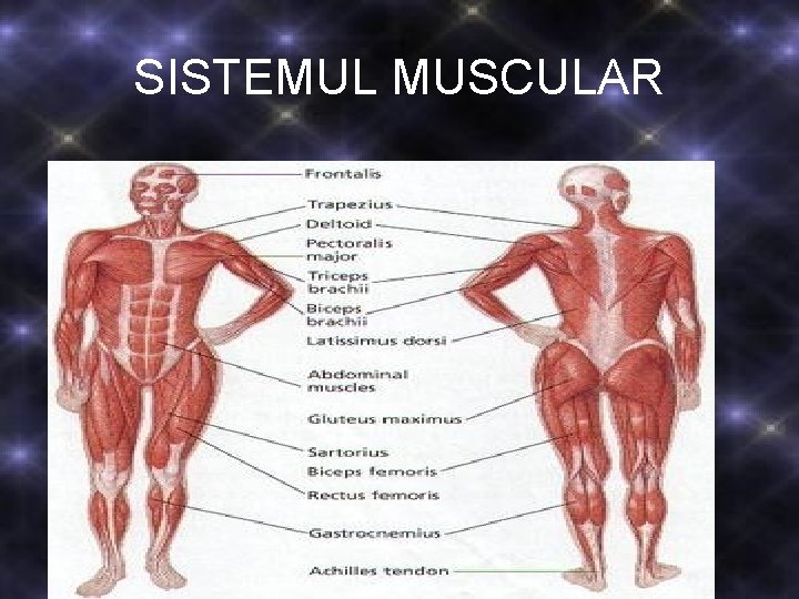 SISTEMUL MUSCULAR SISTEMUL MUSCULAR