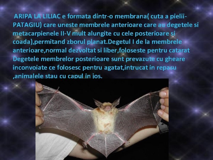 ARIPA LA LILIAC e formata dintr-o membrana( cuta a pielii- PATAGIU) care uneste ARIPA LA LILIAC e formata dintr-o membrana( cuta a pielii- PATAGIU) care uneste