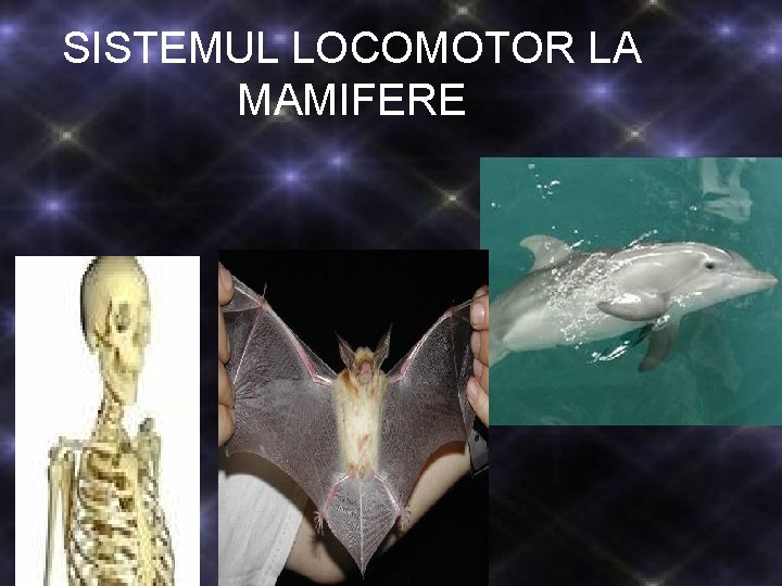 SISTEMUL LOCOMOTOR LA MAMIFERE SISTEMUL LOCOMOTOR LA MAMIFERE