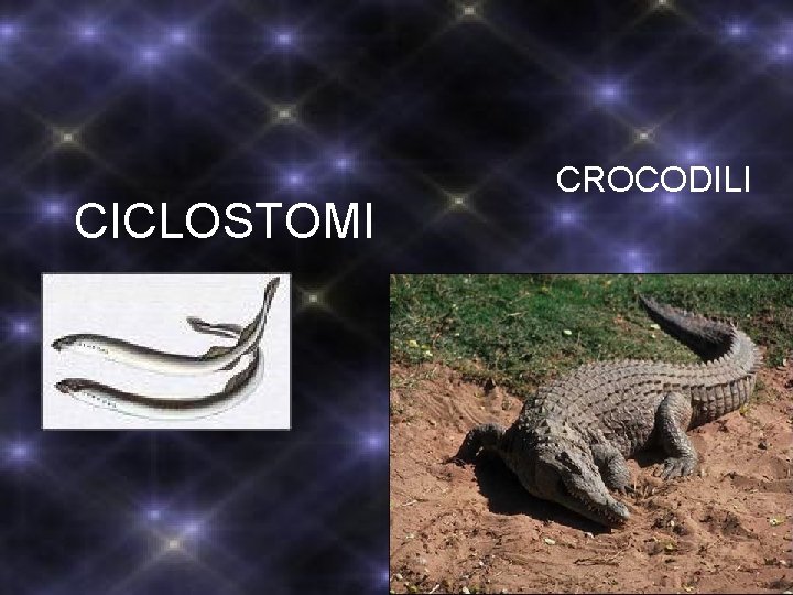 CICLOSTOMI CROCODILI CICLOSTOMI CROCODILI