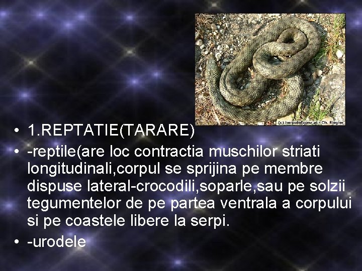 • 1. REPTATIE(TARARE) • -reptile(are loc contractia muschilor striati longitudinali, corpul se sprijina • 1. REPTATIE(TARARE) • -reptile(are loc contractia muschilor striati longitudinali, corpul se sprijina