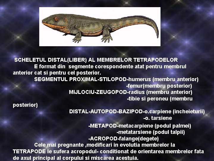 SCHELETUL DISTAL(LIBER) AL MEMBRELOR TETRAPODELOR E format din segmente corespondente atat pentru membrul anterior SCHELETUL DISTAL(LIBER) AL MEMBRELOR TETRAPODELOR E format din segmente corespondente atat pentru membrul anterior