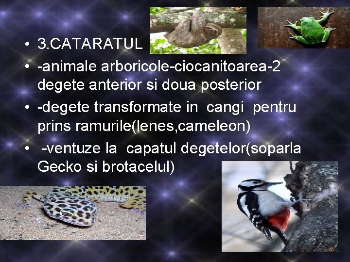 • 3. CATARATUL • -animale arboricole-ciocanitoarea-2 degete anterior si doua posterior • -degete • 3. CATARATUL • -animale arboricole-ciocanitoarea-2 degete anterior si doua posterior • -degete