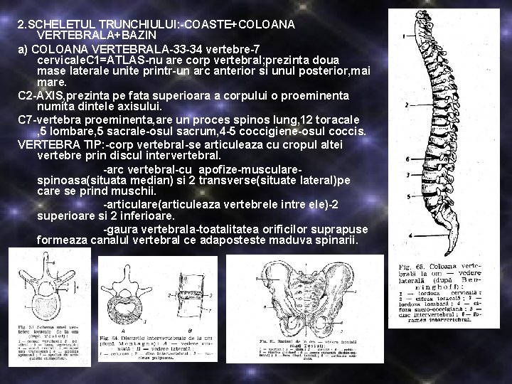 2. SCHELETUL TRUNCHIULUI: -COASTE+COLOANA VERTEBRALA+BAZIN a) COLOANA VERTEBRALA-33 -34 vertebre-7 cervicale. C 1=ATLAS-nu are 2. SCHELETUL TRUNCHIULUI: -COASTE+COLOANA VERTEBRALA+BAZIN a) COLOANA VERTEBRALA-33 -34 vertebre-7 cervicale. C 1=ATLAS-nu are
