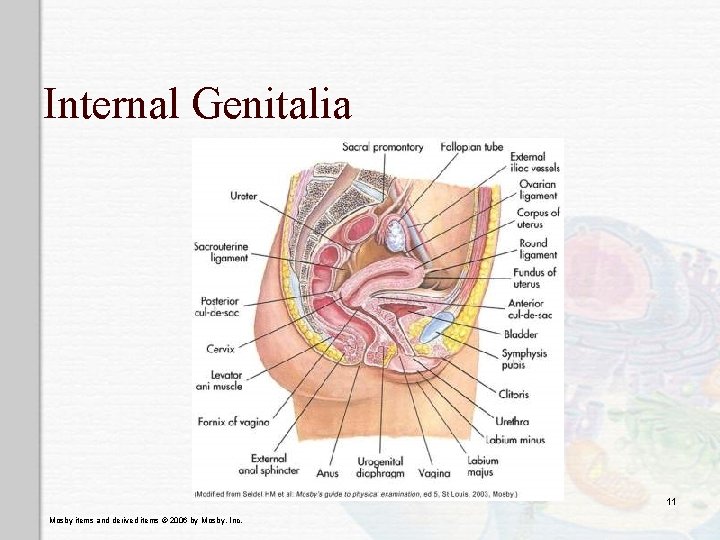 Internal Genitalia 11 Mosby items and derived items © 2006 by Mosby, Inc. 