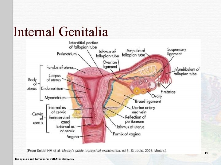 Internal Genitalia 13 Mosby items and derived items © 2006 by Mosby, Inc. 