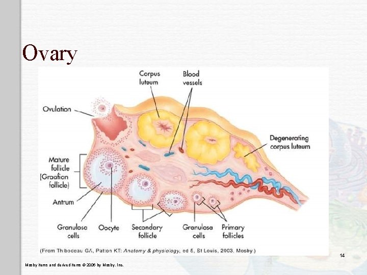 Ovary 14 Mosby items and derived items © 2006 by Mosby, Inc. 