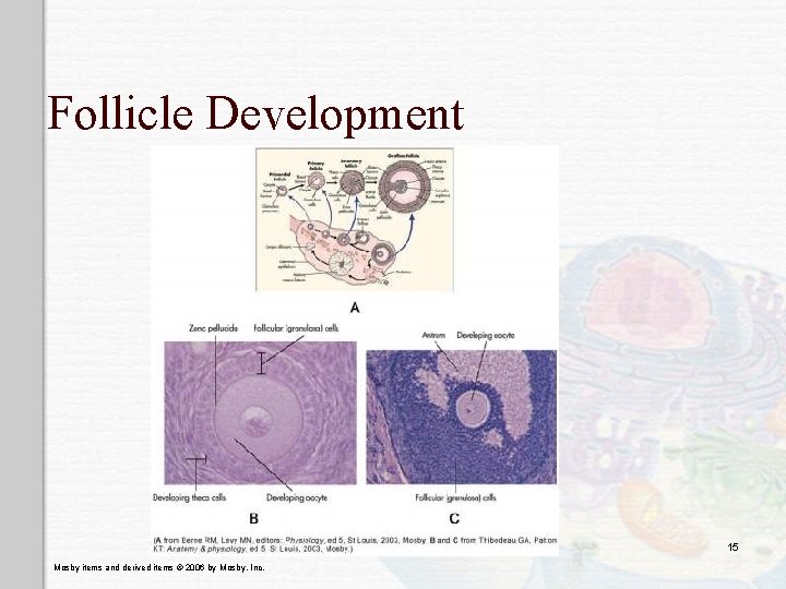 Follicle Development 15 Mosby items and derived items © 2006 by Mosby, Inc. 