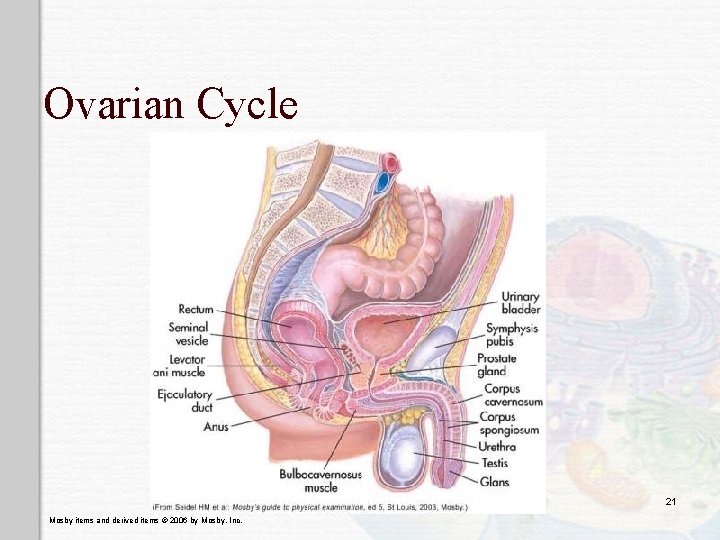 Ovarian Cycle 21 Mosby items and derived items © 2006 by Mosby, Inc. 