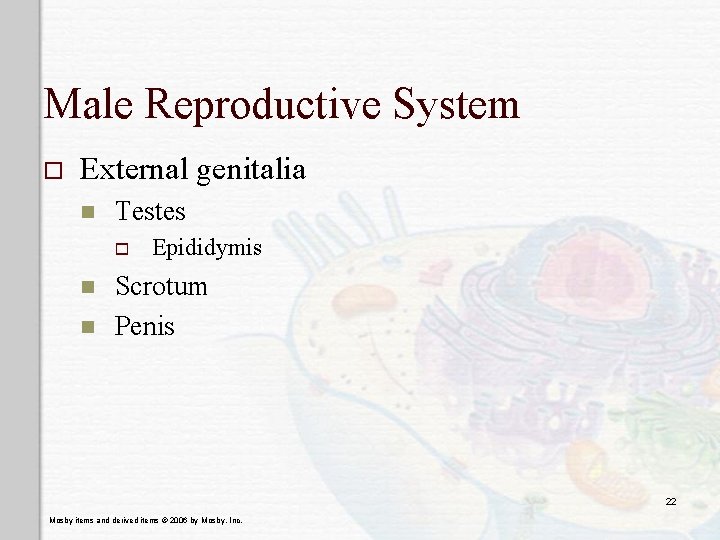 Male Reproductive System o External genitalia n Testes o n n Epididymis Scrotum Penis