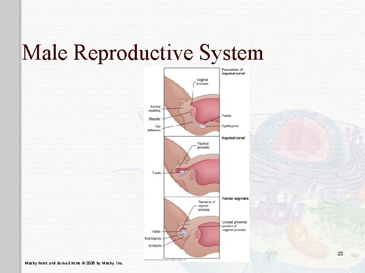 Male Reproductive System 23 Mosby items and derived items © 2006 by Mosby, Inc.