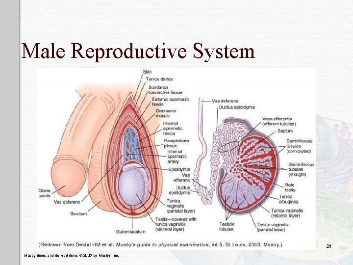 Male Reproductive System 24 Mosby items and derived items © 2006 by Mosby, Inc.