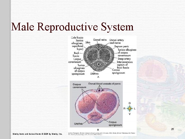 Male Reproductive System 25 Mosby items and derived items © 2006 by Mosby, Inc.