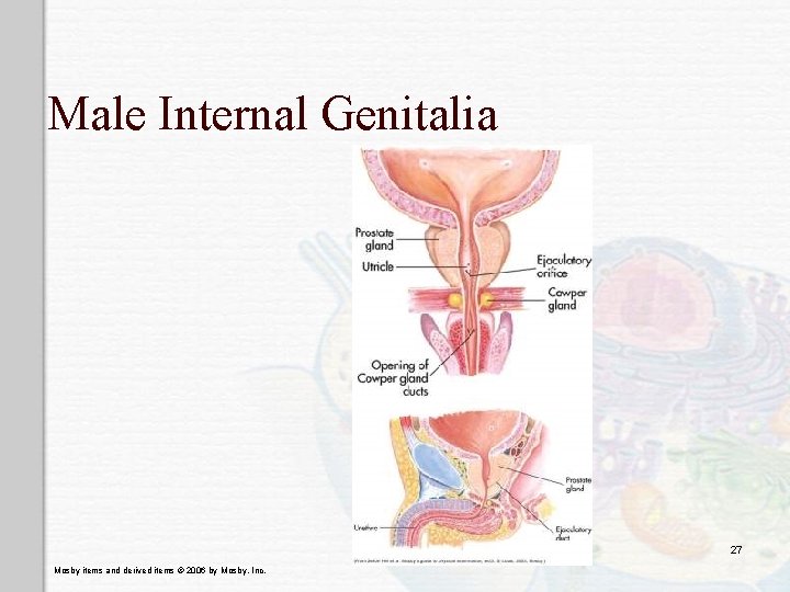 Male Internal Genitalia 27 Mosby items and derived items © 2006 by Mosby, Inc.