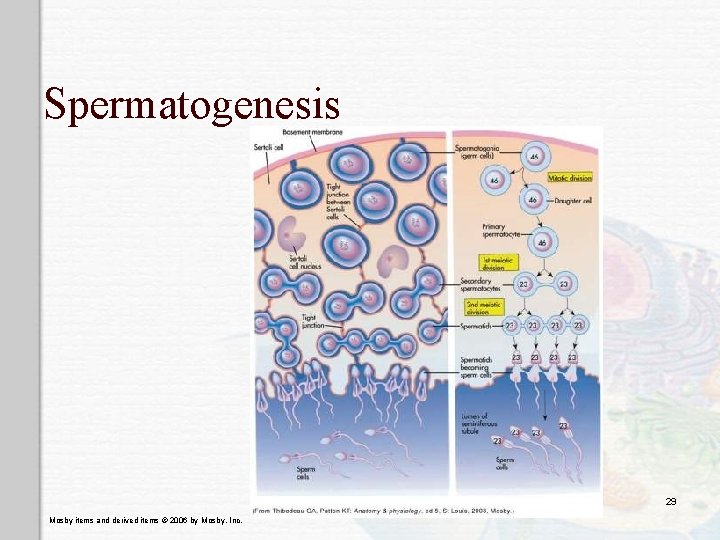 Spermatogenesis 29 Mosby items and derived items © 2006 by Mosby, Inc. 