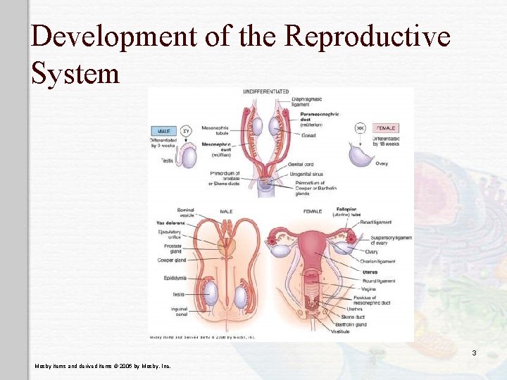 Development of the Reproductive System 3 Mosby items and derived items © 2006 by