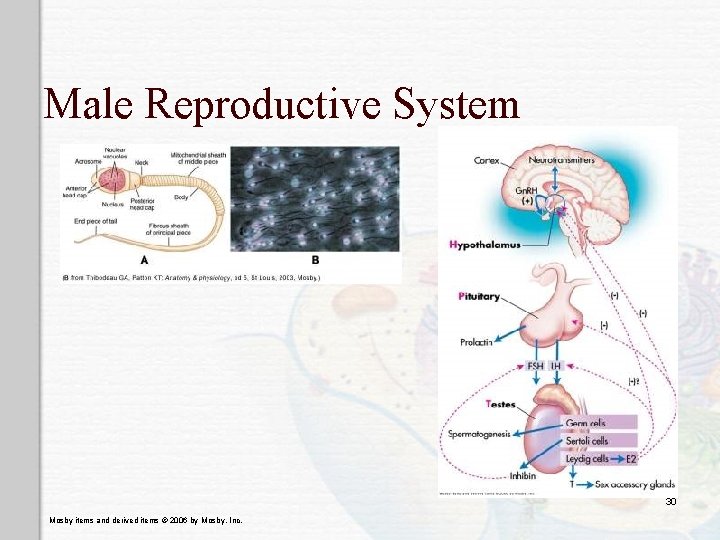 Male Reproductive System 30 Mosby items and derived items © 2006 by Mosby, Inc.