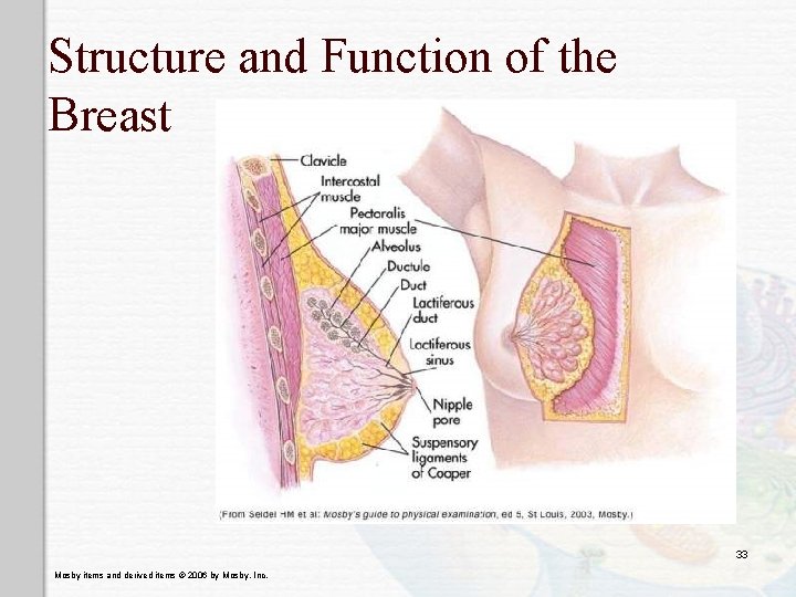 Structure and Function of the Breast 33 Mosby items and derived items © 2006