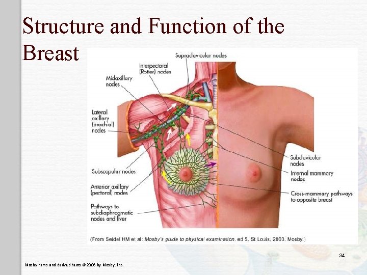 Structure and Function of the Breast 34 Mosby items and derived items © 2006