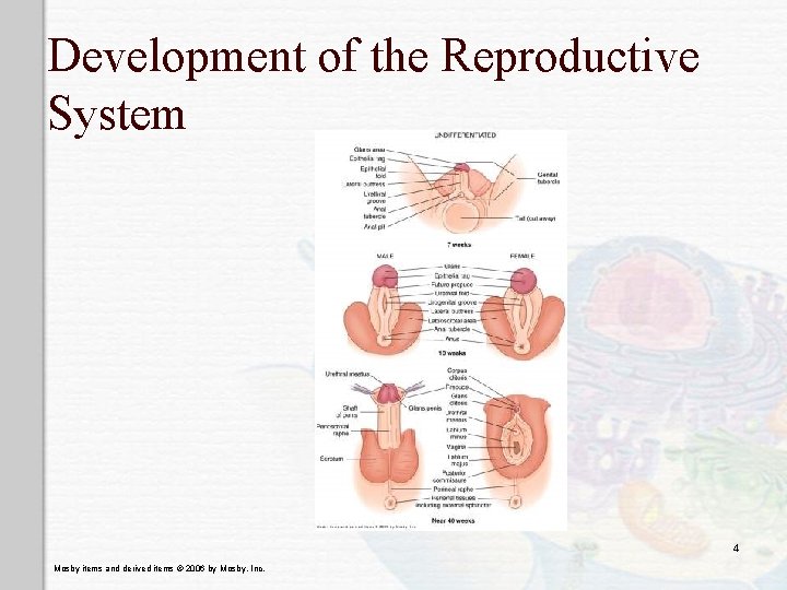 Development of the Reproductive System 4 Mosby items and derived items © 2006 by