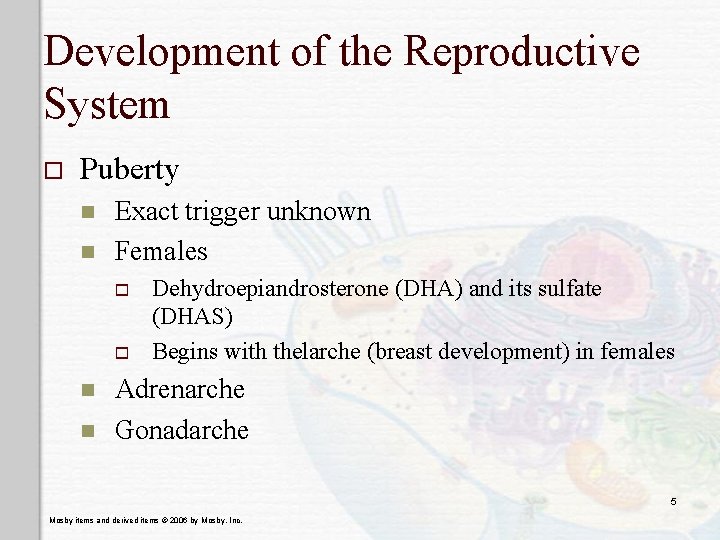 Development of the Reproductive System o Puberty n n Exact trigger unknown Females o