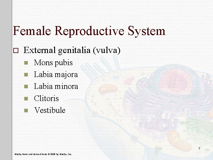 Female Reproductive System o External genitalia (vulva) n n n Mons pubis Labia majora