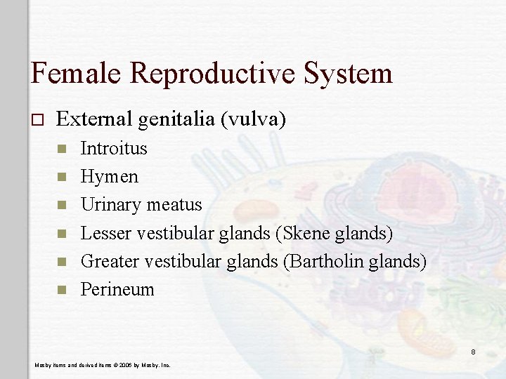 Female Reproductive System o External genitalia (vulva) n n n Introitus Hymen Urinary meatus